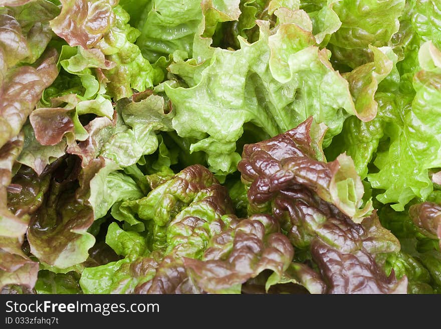 Salad leaves