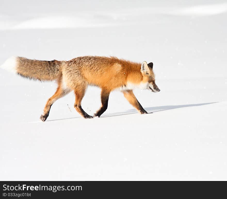 Red fox during winter in Yellowstone