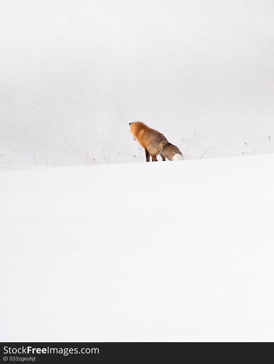 Red fox during winter in Yellowstone