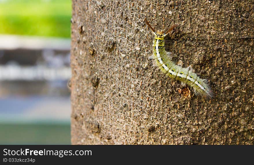 Green caterpillar on bark of tree