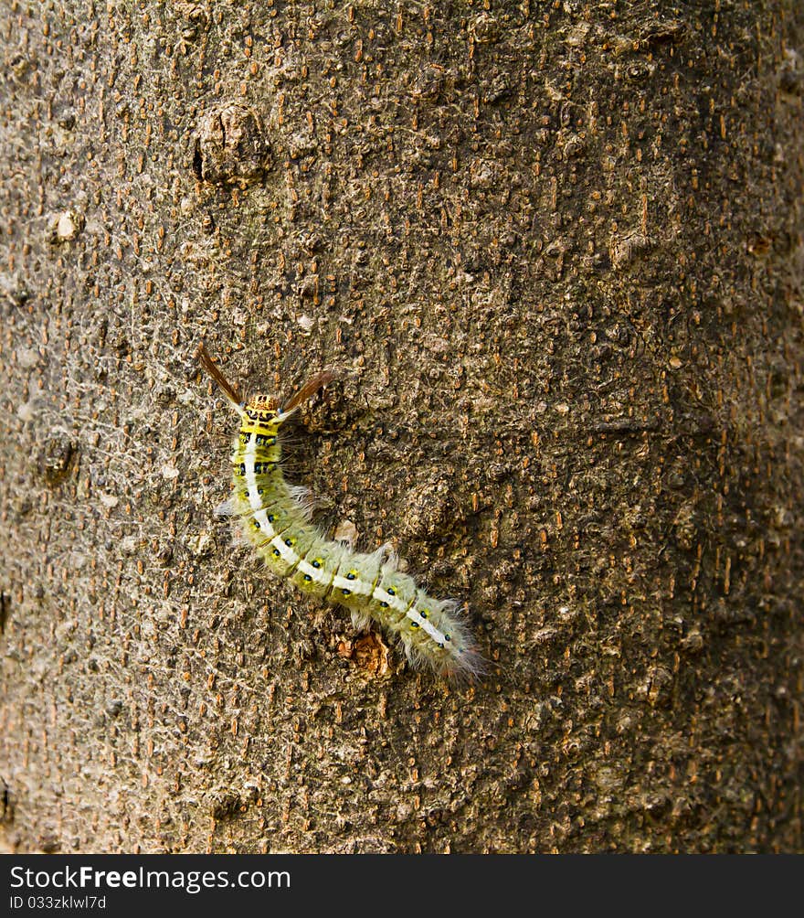 Green caterpillar on bark of tree in afternoon