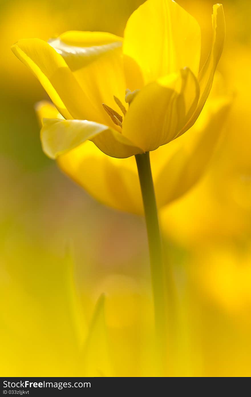 Yellow Tulip with nice light yellow background