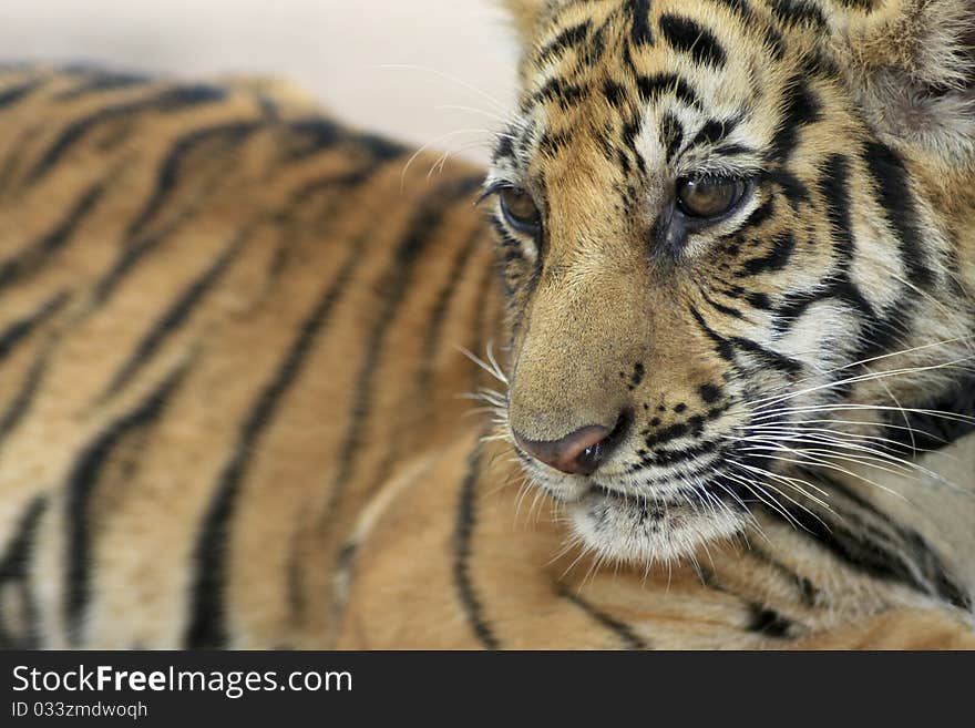 Baby Tiger in Thailands Tiger Temple