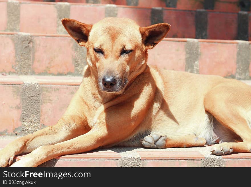 The Sleepy dog in sunshine day