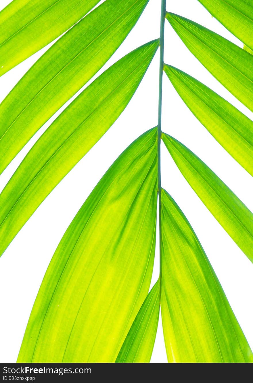 Palm leaf isolated on white