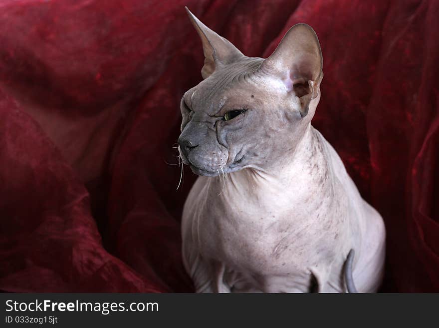 Egyptian Donskoy bald sphinx cat