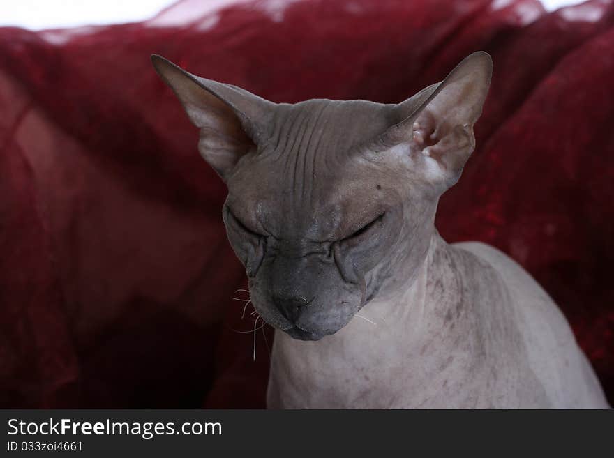 Egyptian Donskoy bald sphinx cat