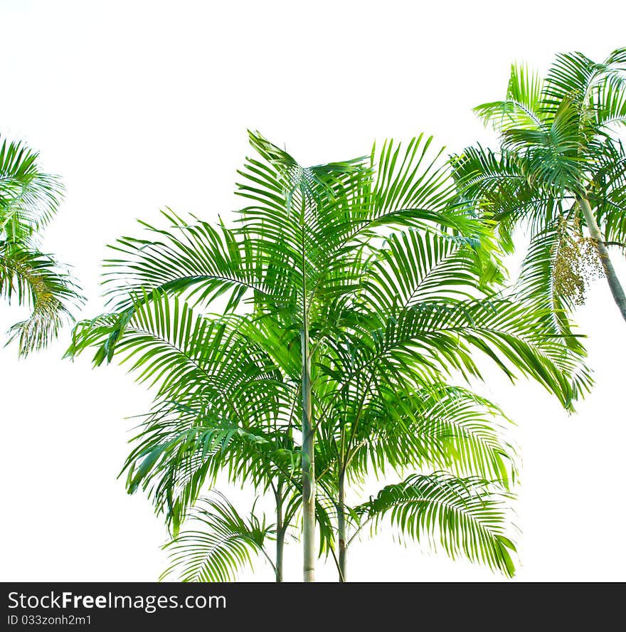 Texture of Palm leaf isolated on white