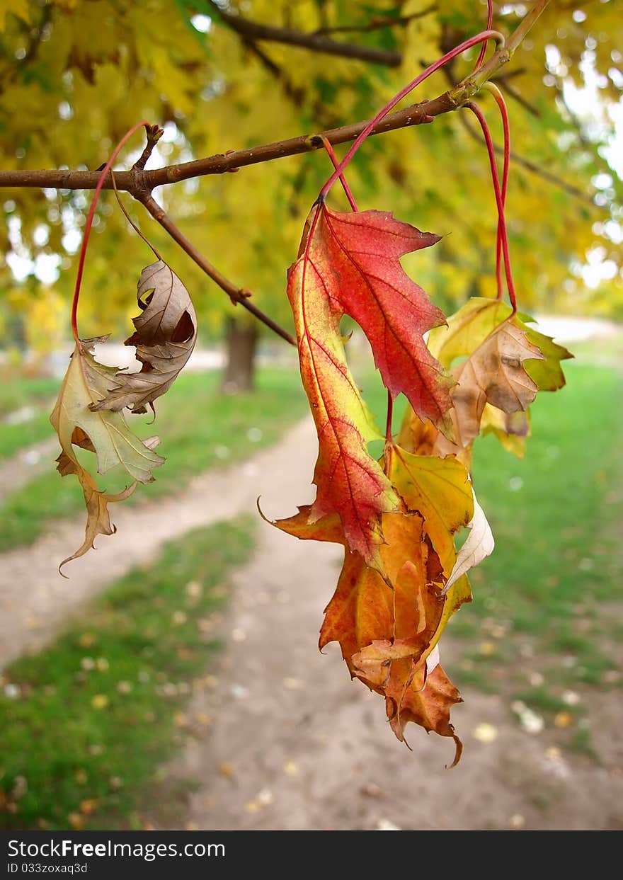 Dry autumn leaves in the park