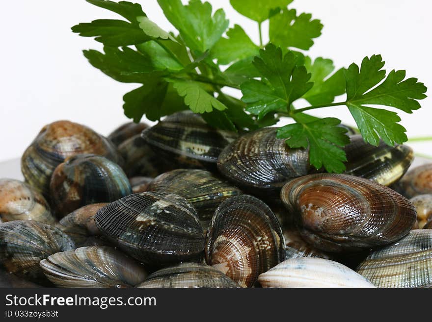 Clams alive ready to be cooked with parsley. Clams alive ready to be cooked with parsley