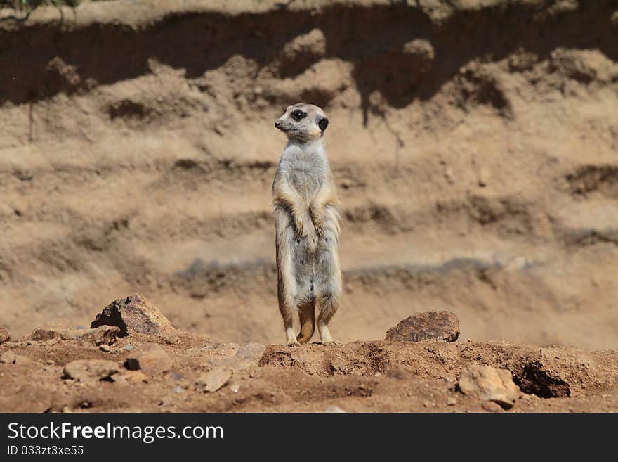 Suricate watch around the terain