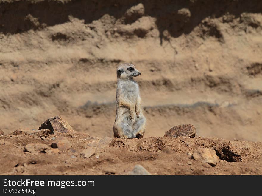 Suricate watch around the terain