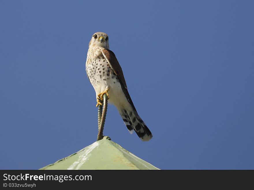 Madagascar Kestrel - Falco Newtoni