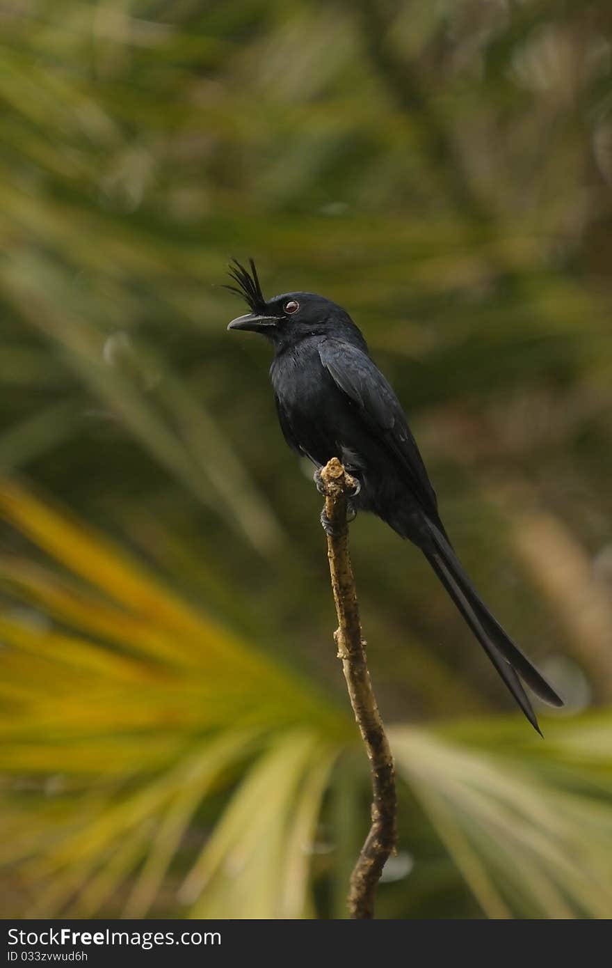 A crested drongo on a branch whit green background. A crested drongo on a branch whit green background