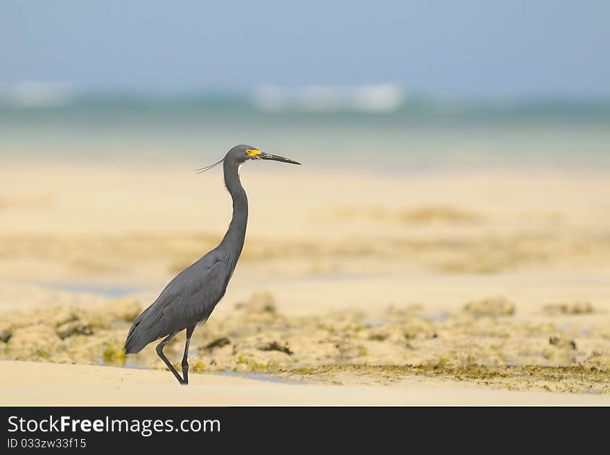 Egretta dimorpha on a beach in Madagascar. Egretta dimorpha on a beach in Madagascar