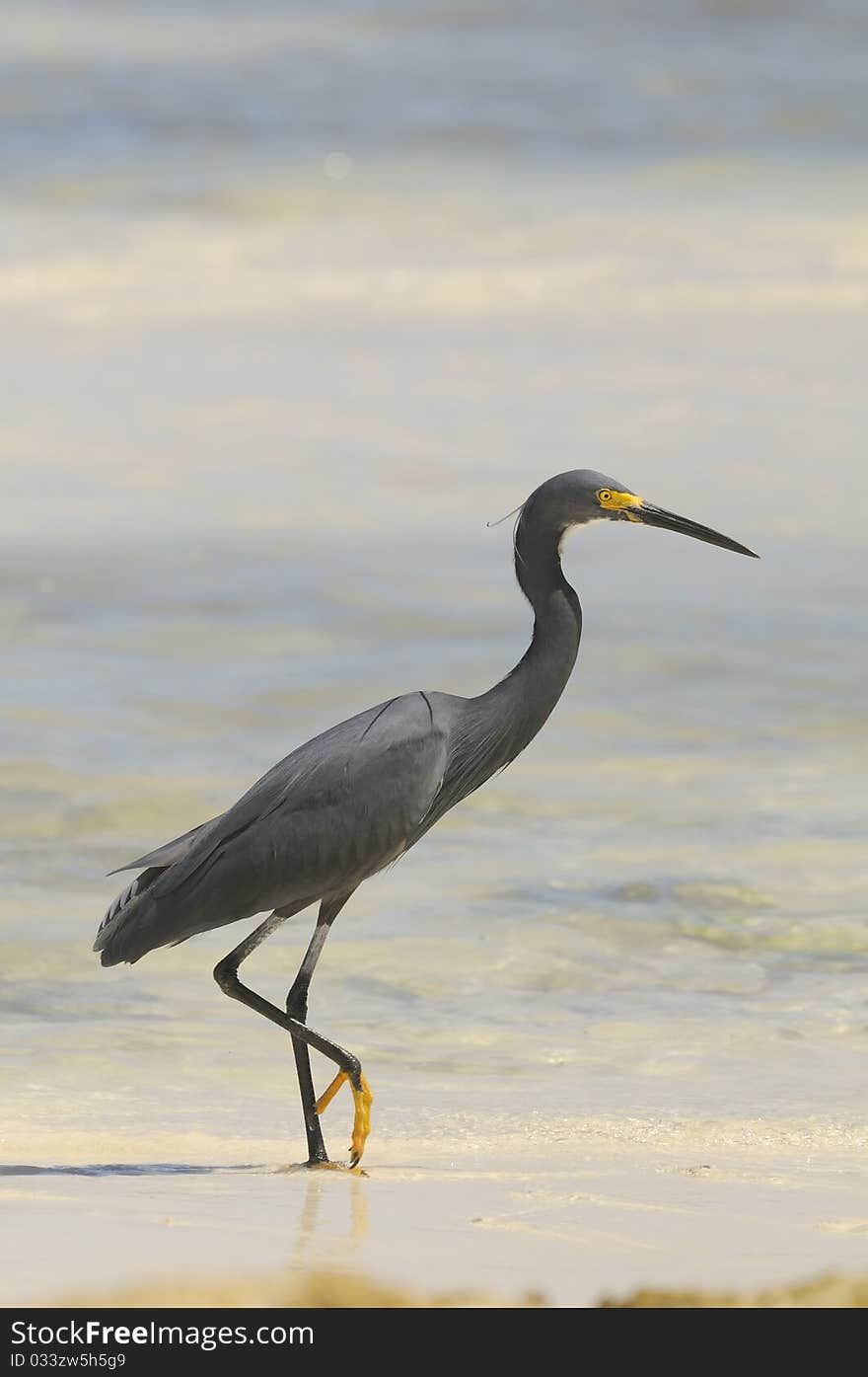 Dimorphic Egret, Egretta dimorpha