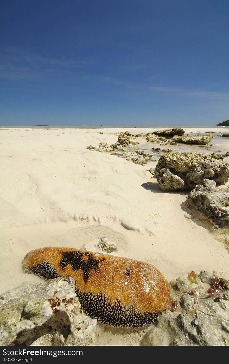 A sea cucumber in an African beach (Nosy Iranja - Madagascar). A sea cucumber in an African beach (Nosy Iranja - Madagascar)