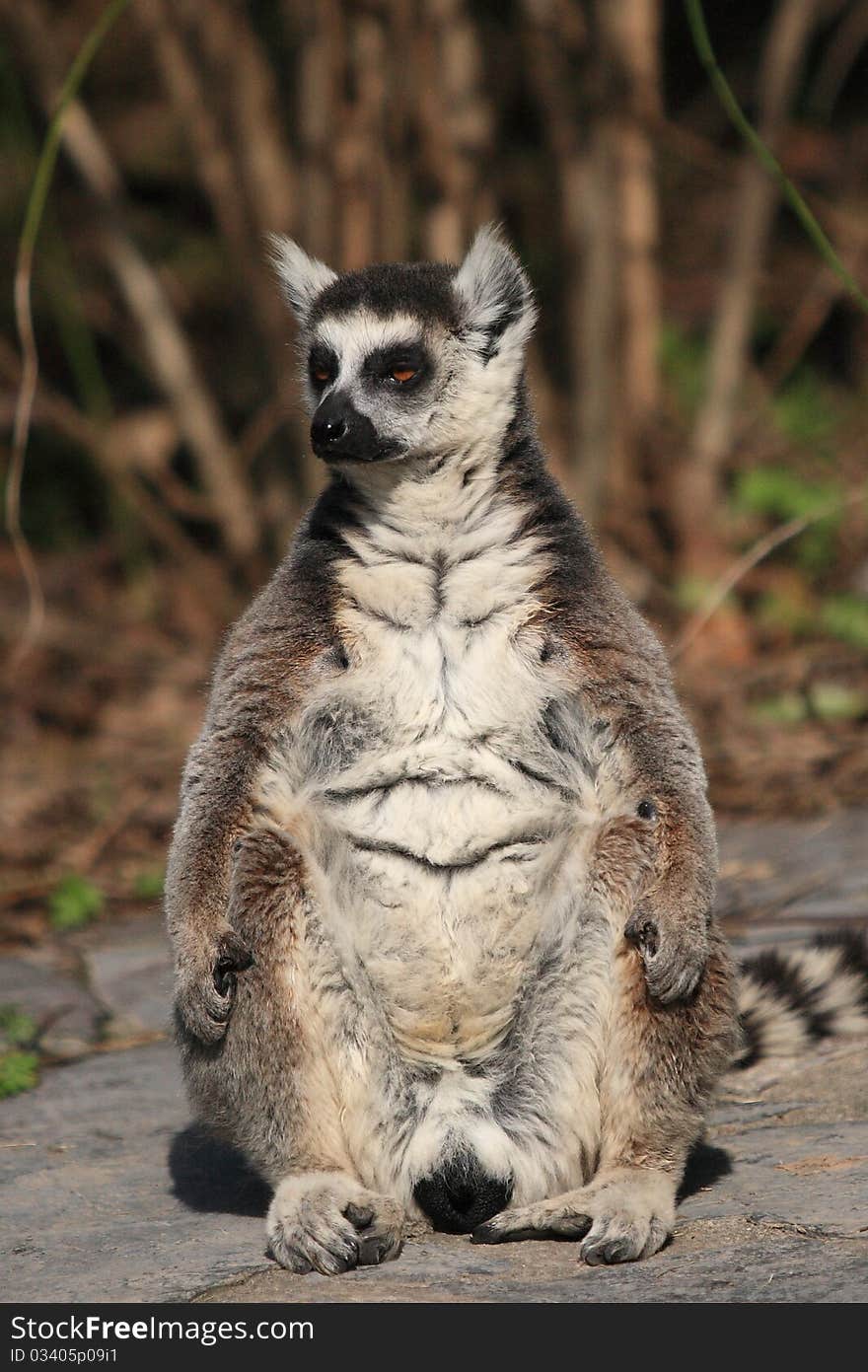 A lemur stand there vigilantly