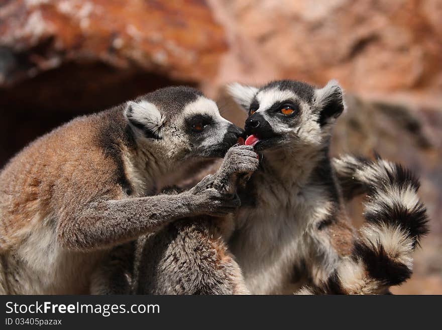 Two lemurs share the food