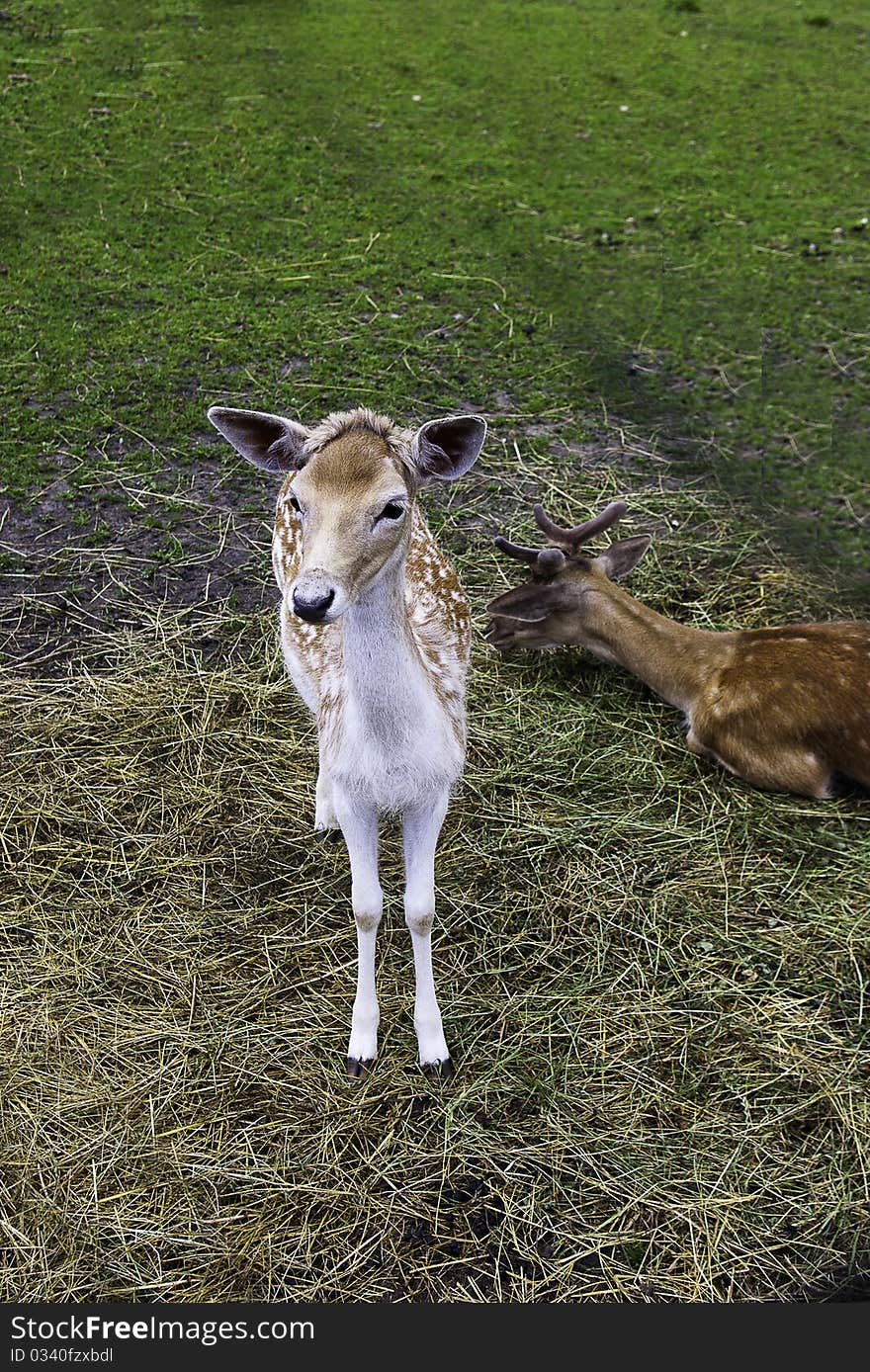 the small animal at the pasture