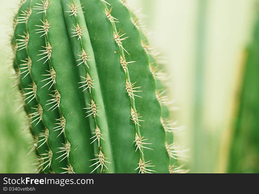 A green cactus with numerous spikes on it.
