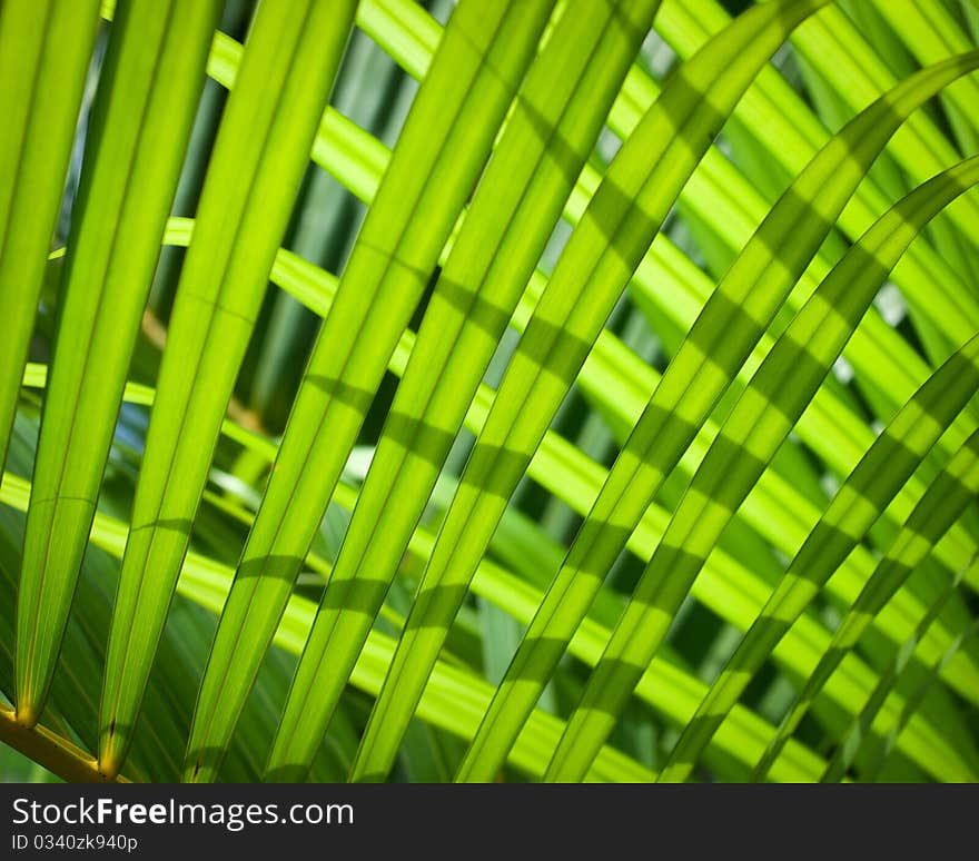 Light and shadow on green leaf