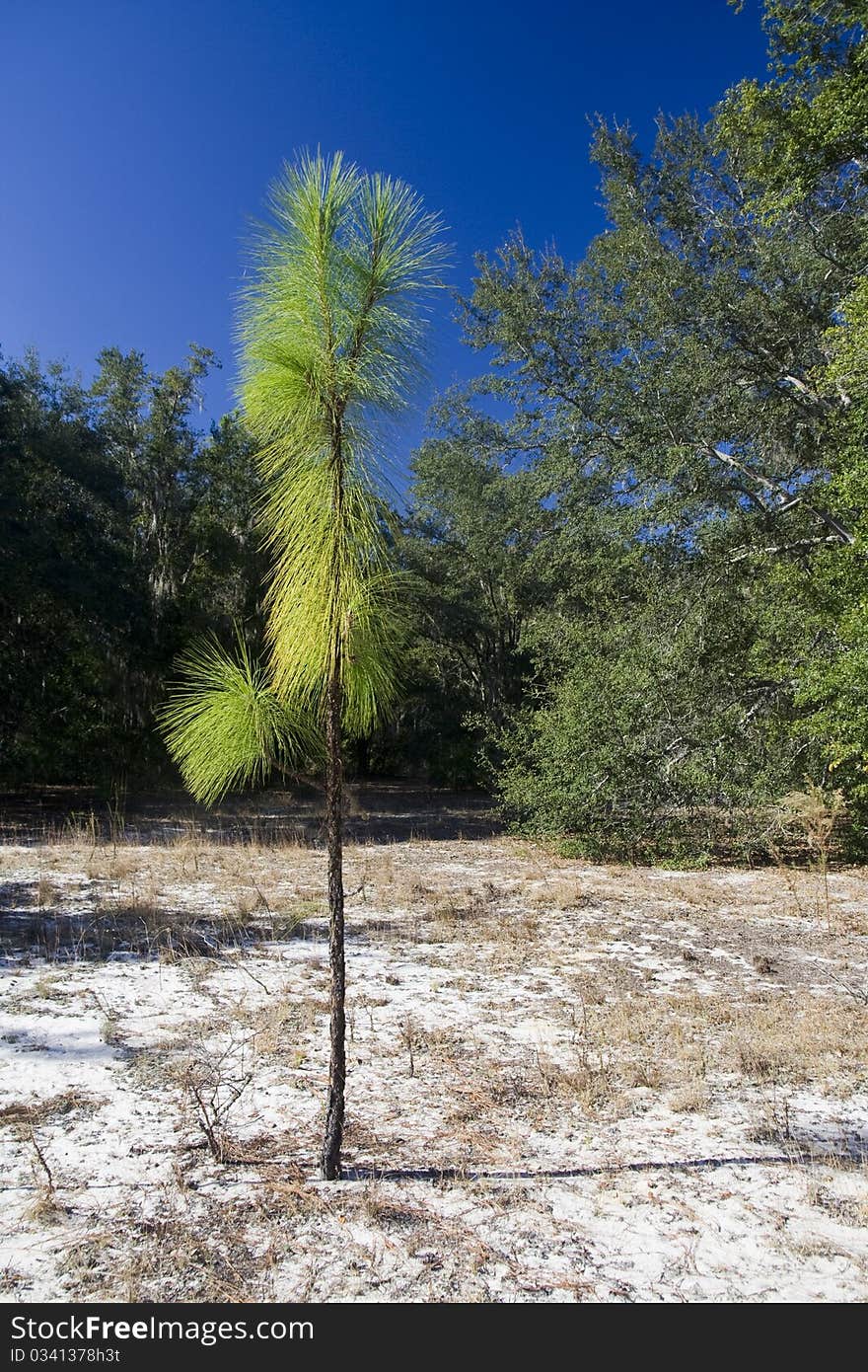 The small pine growing from sandy soil in Florida