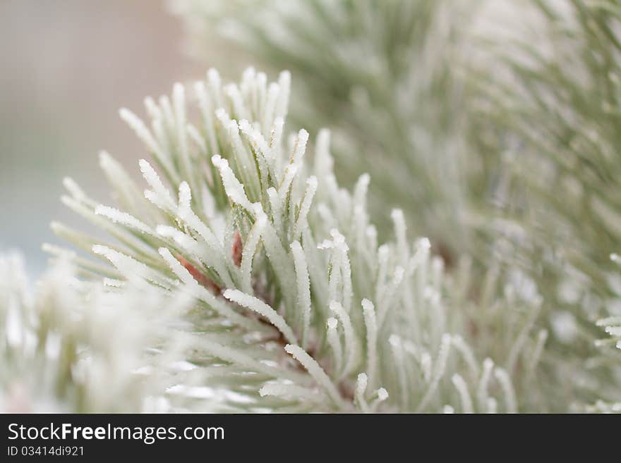 Snow-bound fir-tree branch close-up. Snow-bound fir-tree branch close-up