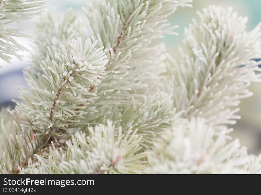 Snow-bound fir-tree branch close-up. Snow-bound fir-tree branch close-up