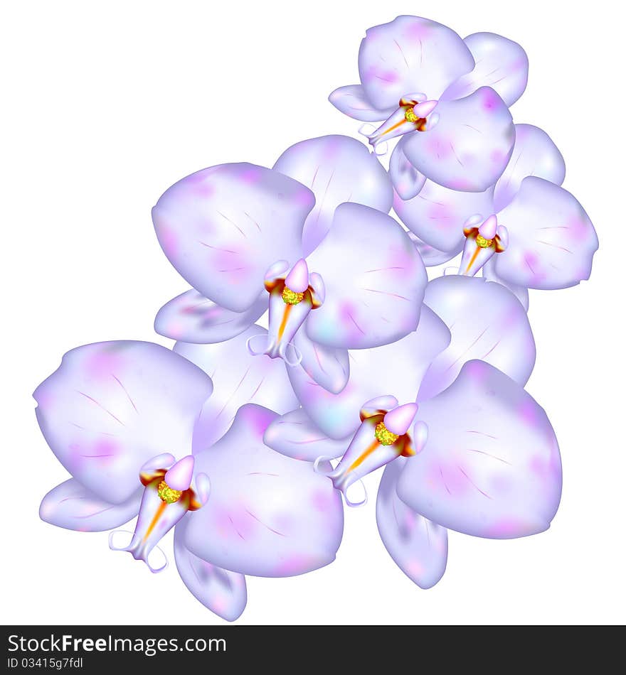 Orchids Like Design Element