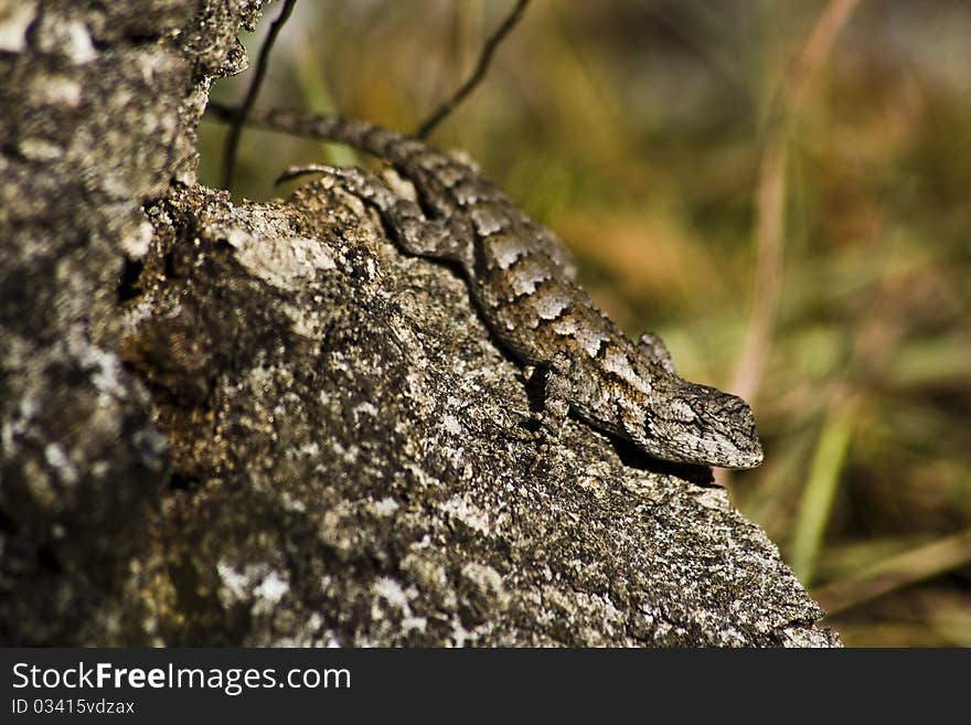 Eastern fence lizard