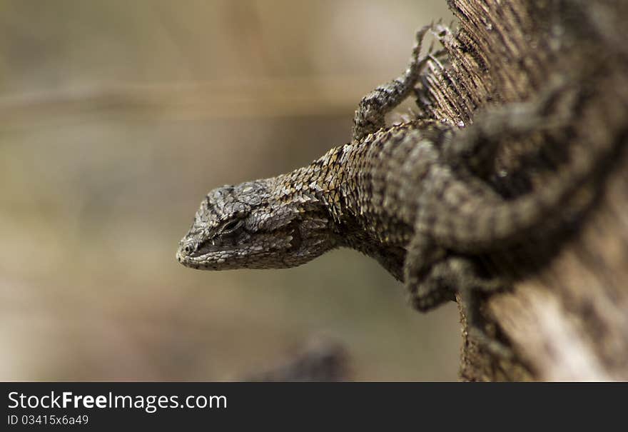 Eastern fence lizard