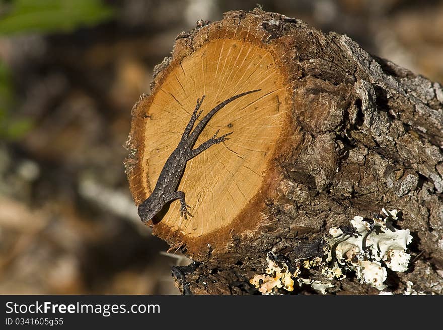 Eastern fence lizard