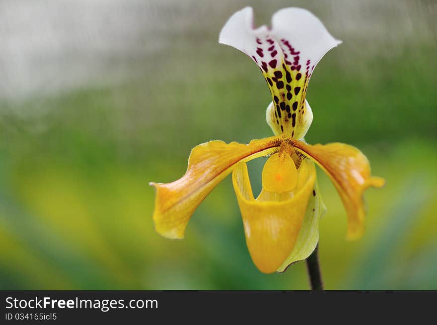 Paphiopedilum Blossoming