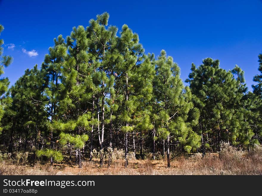 Paynes Prairie