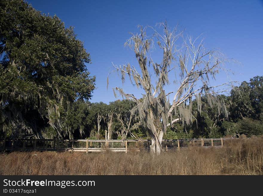 Paynes Prairie