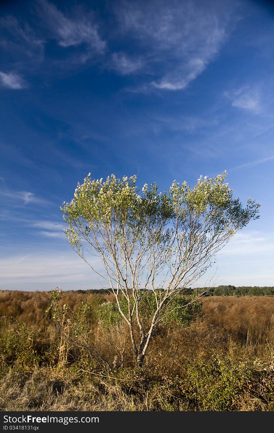 Paynes Prairie