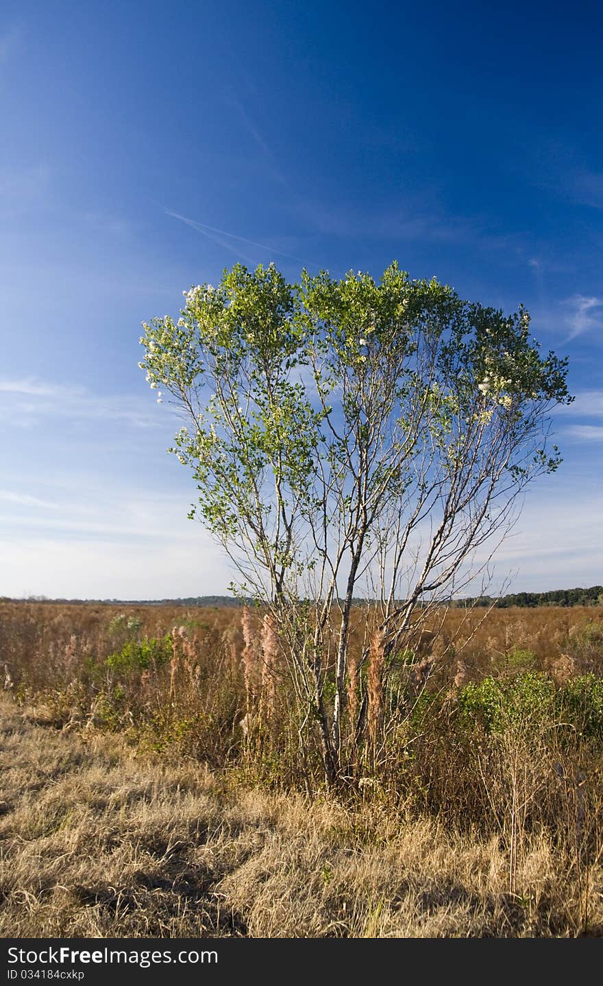 Paynes Prairie