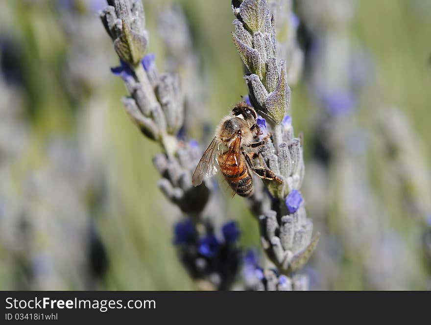 Insect common bee in full bloom of lavender, macro with light in the daytime