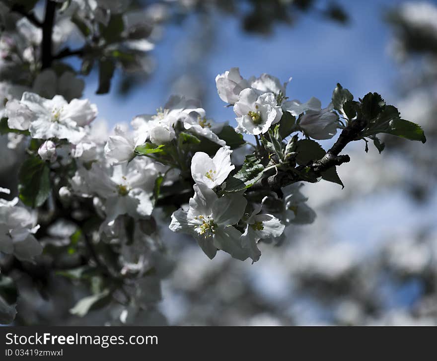 Spring blossom