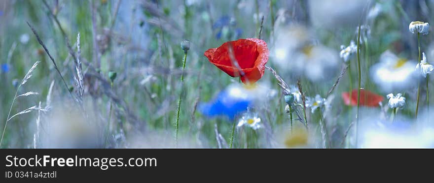 Red Poppy In Field