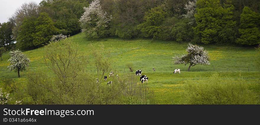 Holland Cows Grassing