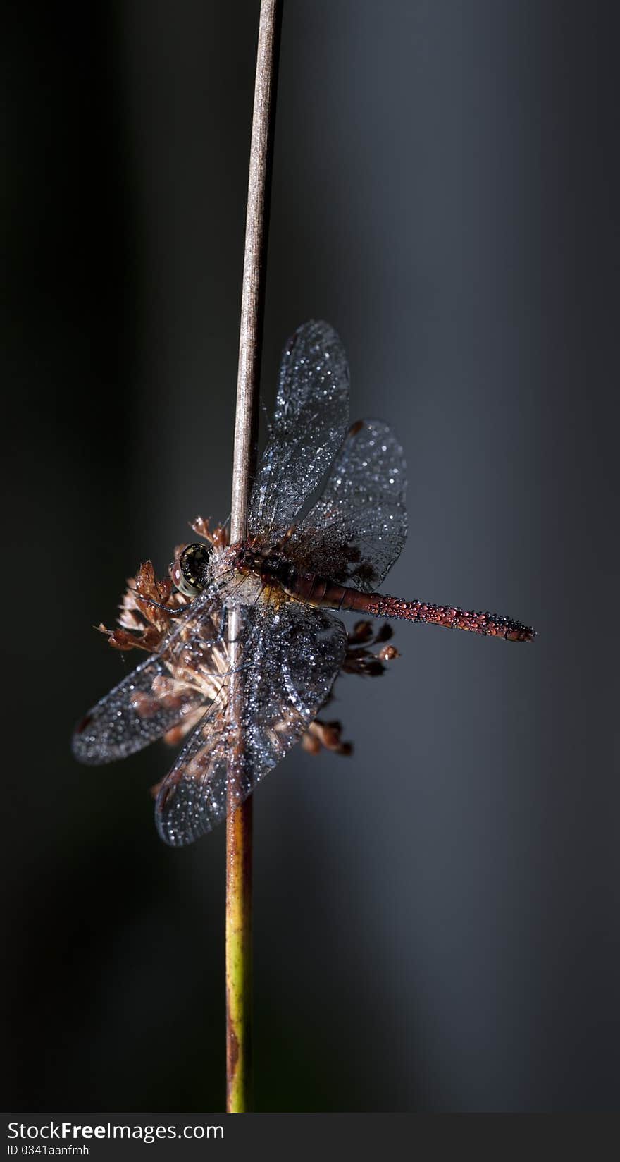 Dragonfly with dewdrops