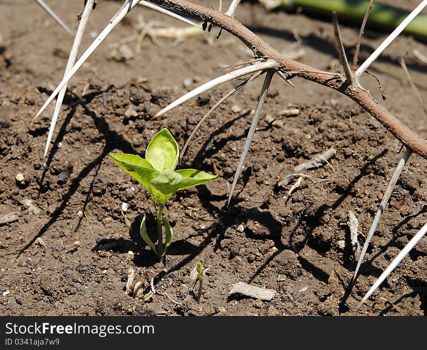 Plant of chili