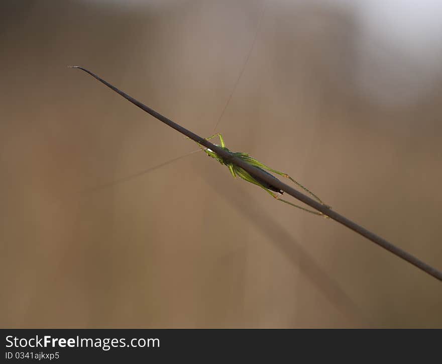 Macro of a grasshopper hiding behind blades of grass