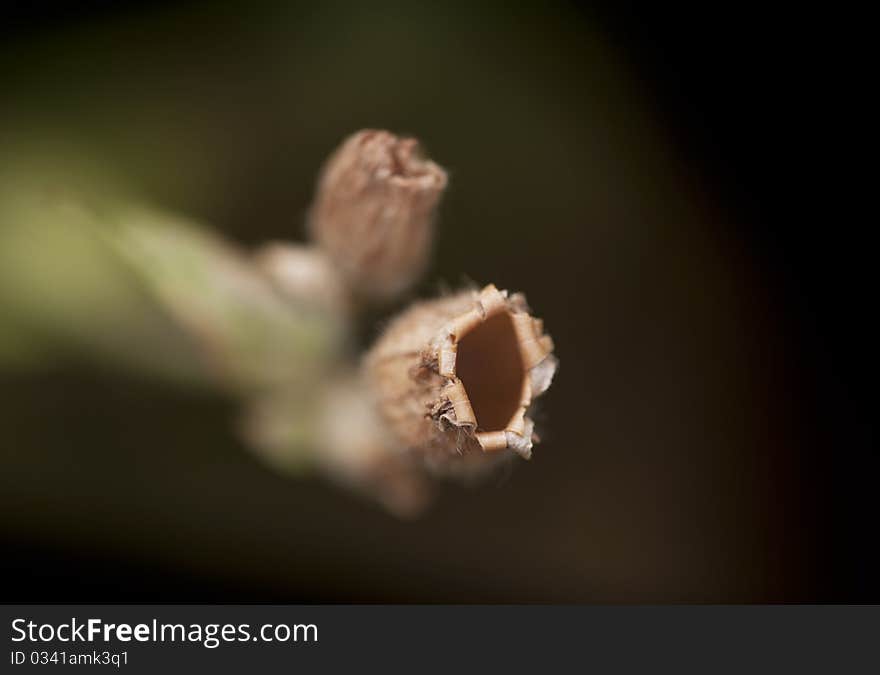 Macro image of a faded flower to a dark background