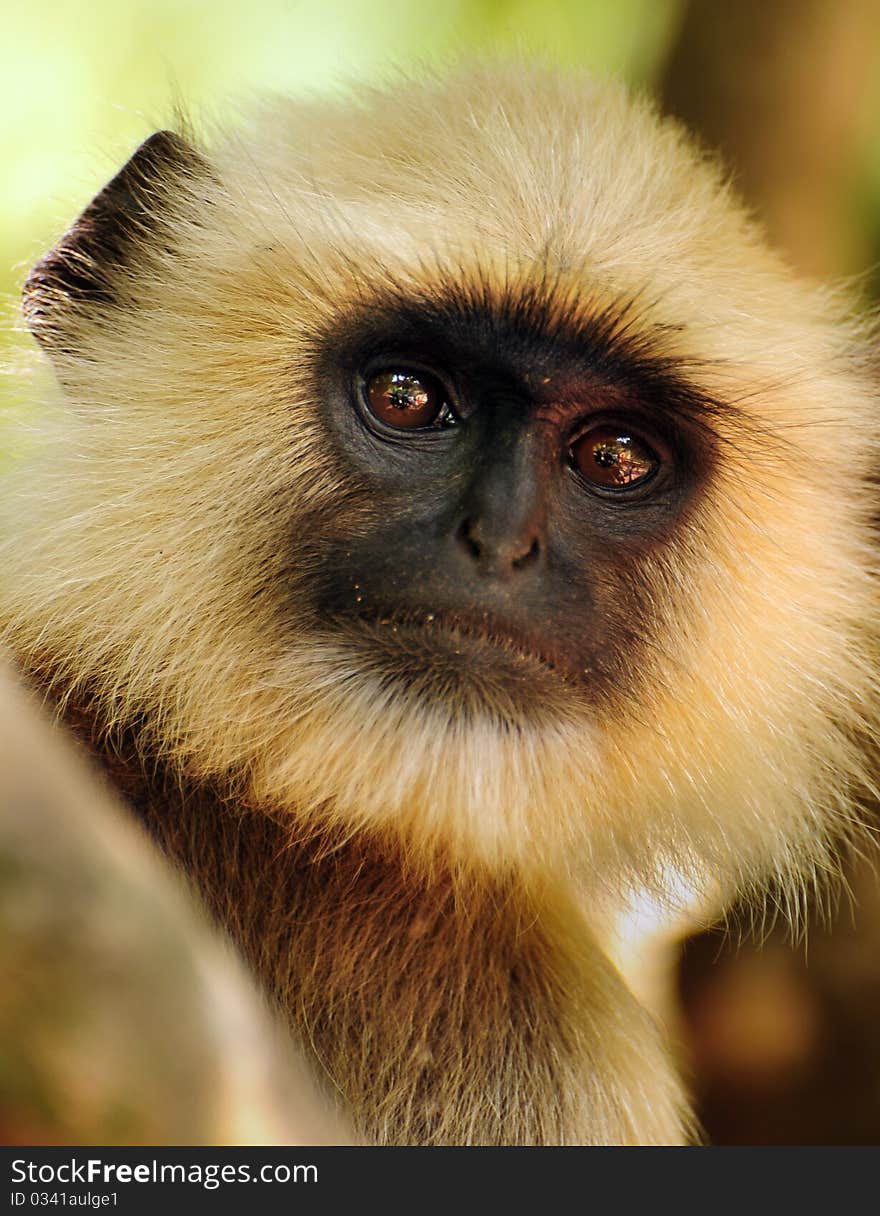 Close up head shot portrait of a wise old Langur. Close up head shot portrait of a wise old Langur