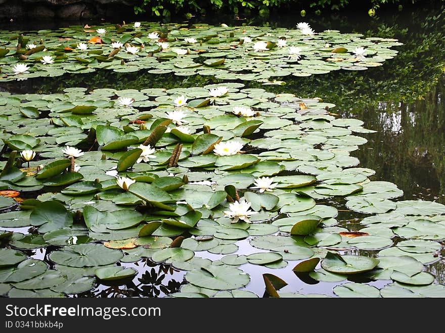 White water-lilies in the pond