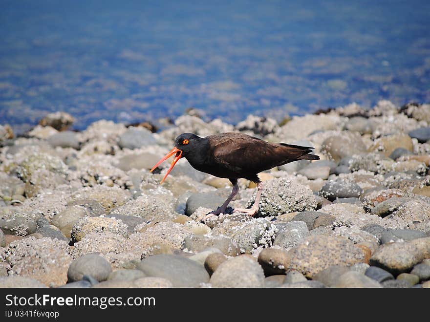 Bird on Beach