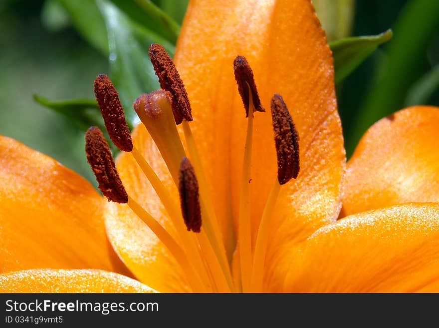 Flower orange